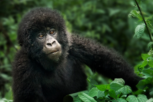 5 days Gorilla Trekking & Uganda Wildlife Safari