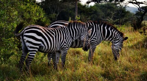 Top Tourist Attractions in Lake Mburo National Park (What to See and Explore)