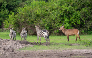 Lake Mburo National Park