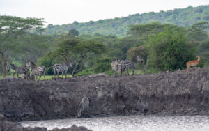 Lake Mburo National Park