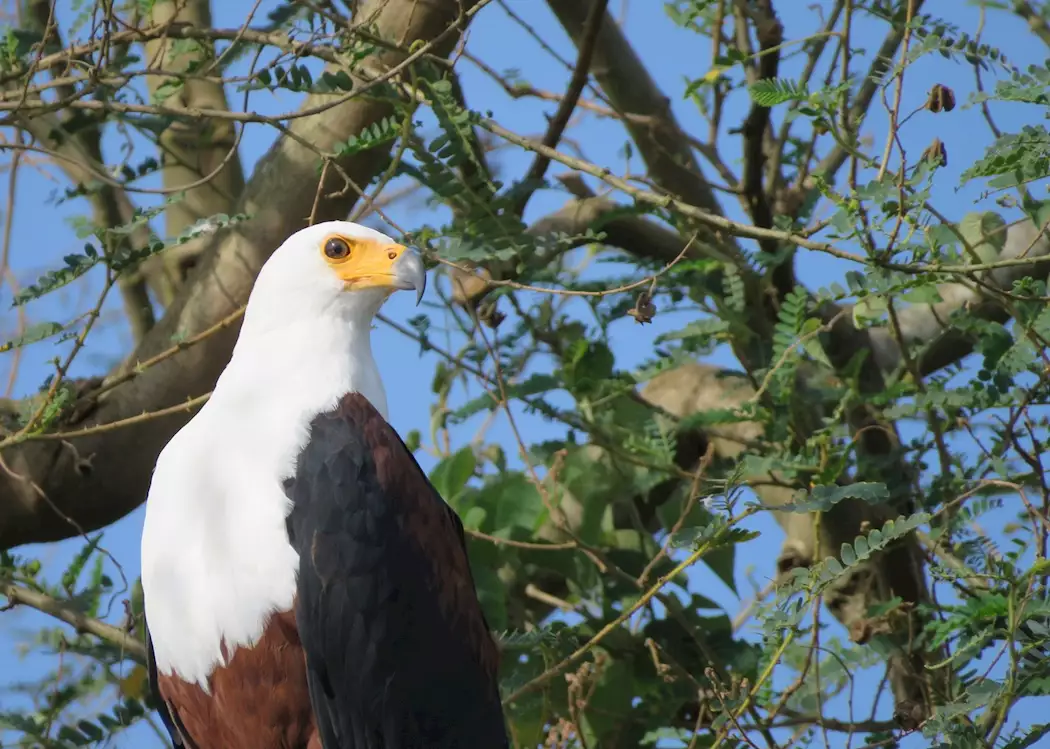 Bird Watching in Lake Mburo National Park
