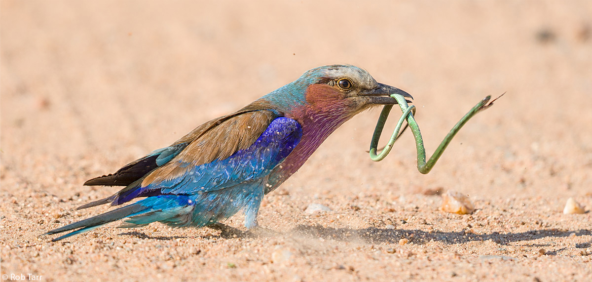 Birds in Lake Mburo