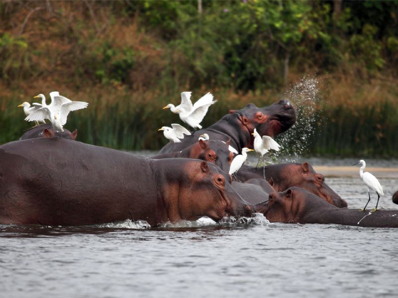 Lake Mburo Boat Cruises | Boat Safaris in Lake Mburo National Park